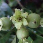 Image result for Leptactina arborescens