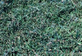 Image result for Cenchrus clandestinus