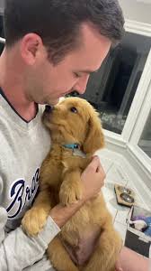 These two together 💓 #fyp #goldenretriever #DoritosTriangleTryout