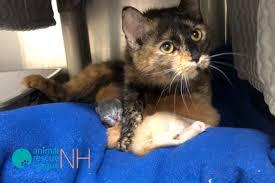 Petsmart and petco have cats/kittens to sell but they both are affiliated with local rescues whose cats occupy their booths. 53 Cats Living In Distressing Conditions Surrendered To Animal Rescue League Manchester Ink Link