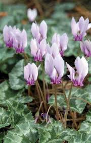 Photo by barnes nursery uk. Hardy Cyclamen Neapolitanum For Autumn Flowers In Full Sun Or Partial Shade Uk Cyclamen Garden Plants Gardenphoto Plants Uk Flowers Uk Shade Loving Plants