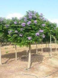 Jacaranda Bonsai Blue Trees To Plant Growing Fruit Trees Jacaranda Tree