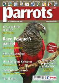 The pesquet's parrot, psittrichas fulgidus, also known as the vulturine parrot (leading to easy confusion with gypopsitta vulturina from brazil), is the only member of its genus, and its genus is the. Get Your Digital Copy Of Parrots Magazine Issue