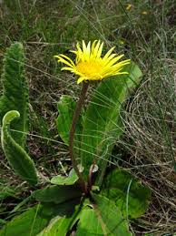 Image result for Haplocarpha scaposa