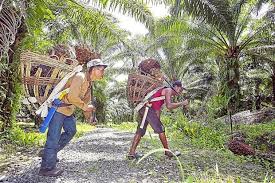 With 5000+ participating companies from 100+ countries worldwide, the directory contains profiles of plantations, traders, brokers, millers, refiners, exporters, buyers. Grain New Frontiers For Oil Palm