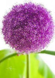 A Beginner S Guide To Alliums Gardening For Beginners Growing Ginger Flower Garden