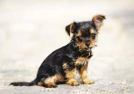 Chorkie Chihuahua Yorkie Mix Breed Review And 13 Pictures Animalso