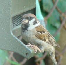 Big Black Birds In Missouri Bob And Sally S Back Yard Photos Of Birds Seen In Dogtown St Louis Missouri Mopark Bird Photo Birds Photo
