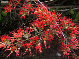 Image result for Combretum microphyllum