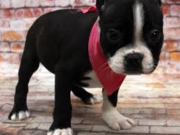 Boston Terrier Dog Breed Information And Characteristics