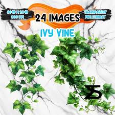 Watercolor Ivy Vine PNG Image on transparent background, digital Sticker/Scrappbooking, commercial use, instant digital download