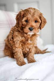 Our Puppy Album Cavapoo Puppies For Sale Golden Valley Puppies Cavapoo Puppies King Charles Ca Cavapoo Puppies Cavapoo Puppies For Sale Poodle Mix Breeds
