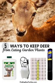 It was founded in 1922 by edwin meredith, who had previously been the u. How To Keep Deer Out Of Your Garden During The Winter