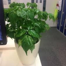 We did not find results for: Photo Of The Entire Plant Of China Doll Radermachera Sinica Posted By Glen47 Garden Org