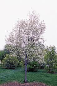 Image result for Amelanchier laevis
