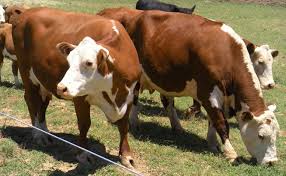 Electric fencing for cattle and dairy cows is a safe, economical and long lasting alternative to fencefast offer a full range of electric fence options for cattle. Wire Gauge Selection For Electric Fencing