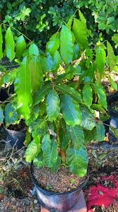 Image result for Pseudospondias