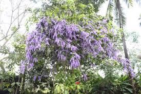 Image result for Petrea