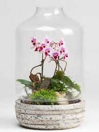 Modern Unique Orchid Terrarium Ideas Glassterrariumideas Howtomakeaterrarium Terrariumreptile Rept Orchid Terrarium Beautiful Terrariums Terrarium Plants