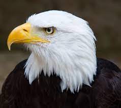Over 70% new & buy it now; Eagle Eye Focus Is Vital To The Fulfillment Of Your Purpose Relentless Pursuit Of Purpose