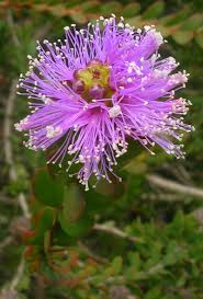 Believe it or not, purple is one of the most popular flower colors. Pin On Australian Native Plants 1