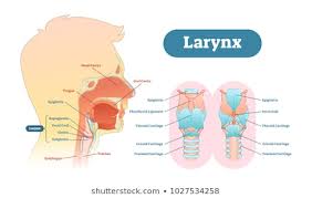 royalty free larynx stock images photos vectors