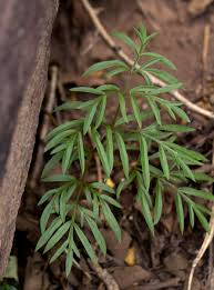 Image result for Gonatopus