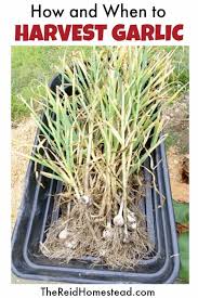 Not sure how to keep garlic? How And When To Harvest Garlic