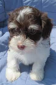 Maybe you would like to learn more about one of these? Havanese Akc Puppies Chocolates Puppies Havanese Puppies Puppies And Kitties