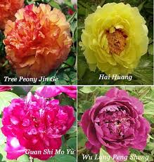 The stems are long enough for cutting and can be used for beautiful flower arrangement. Tree Peony Varieties Paeonia Suffruticosa For Sale Online Uk