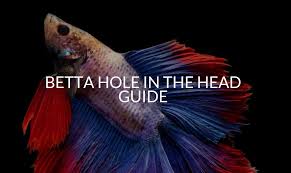 Betta Hole In The Head Guide Betta Care Fish Guide In 2020 Betta Swim Bladder Disease Cichlids
