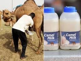 Drink camel milk daily to help strengthen your immune system, reduce your cholesterol and prevent diabetes. Indian Camel Milk Demand In America And Other Countries Cost 3 Thousand Rupees Per Liter