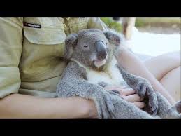 Samyj Rasslablennyj Koala Pokoril Internet Zhivoj Ugolok On Lajn Koala Bear Koala Lone Pine Koala Sanctuary