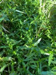 Image result for Enydra