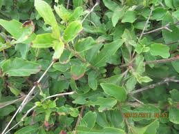 Image result for Feretia