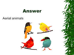 tell why different animals live in different habitats ppt