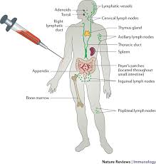 Oral surg oral med oral Human Immune System Variation Nature Reviews Immunology