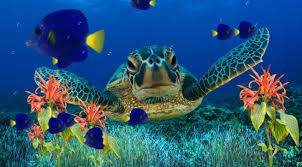 Aquarium Wallpaper Free Download Aquarium Screensaver Coral Reef Aquarium Marine Aquarium