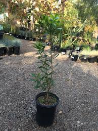 Image result for Myrica salicifolia