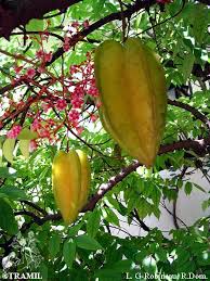 Image result for Averrhoa carambola