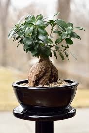 Chances are, if you're purchasing one from a garden center, your money tree will already be braided. How To Care For Your Money Tree Plant Full Care Guide Plantsnap