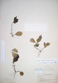 Image result for Peperomia fernandopoiana