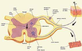 The Basic Biology And Transmission Of Poliomyelitis