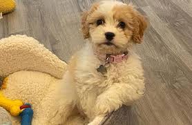 When you adopt one of my beautiful cavachon puppies, you are adopting from a cavachon breeder who looks forward to a relationship with you for many years to come. Adopt A Cavachon From Rescue Organizations And Shelter Puppies Club