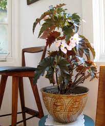 Identify a few different areas of your. 17 Best Flowering Houseplants Balcony Garden Web