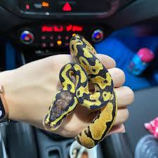 Sanke-蟒蛇王者娛樂城- ✨2021年球蟒✨ 品系：淡彩（帶派） 性別：公（已售）...