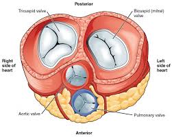 Heart Anatomy Anatomy And Physiology