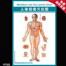 Buy Standard Human Body Acupuncture Points Acupuncture And