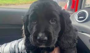We did not find results for: Scotland News Spaniel Puppy Shot Through Head And Killed By Farmer Protecting Sheep Uk News Express Co Uk