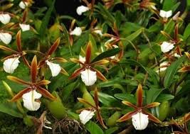 Dinema is a monotypic genus. Dinema Encyclia Polybulbon Orchid Alchemy